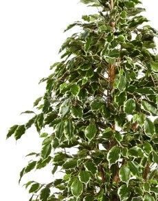 Фикус Бенджамина пёстрый натуральный