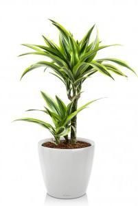 Драцена Лемон Лайм CLASSICO LS 21/70 см, Белый блестящий