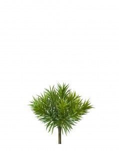 Суккулент Крассула игольчатая куст светло-зелёный