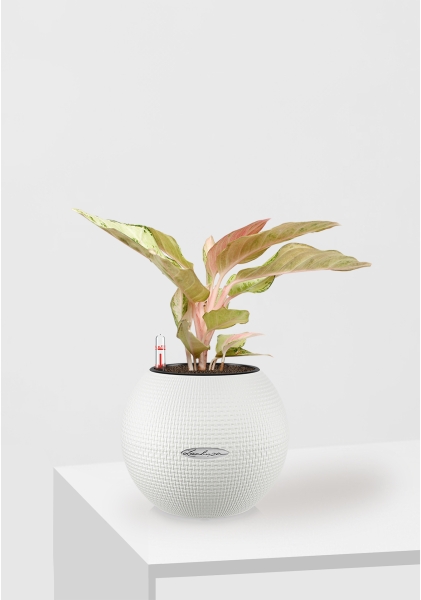 Аглаонема Шартрез Прити "Chartreuse Pretty" 12/30 см в PURO 20