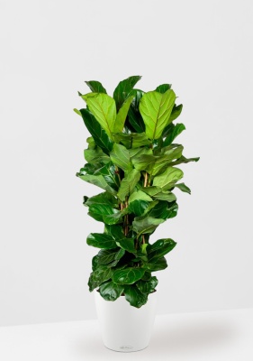 Фикус Лирата 3 ствола 34/150 см в CLASSICO COLOR 43, белый Фикус Лирата 3 ствола 34/150 см в CLASSICO COLOR 43, белый