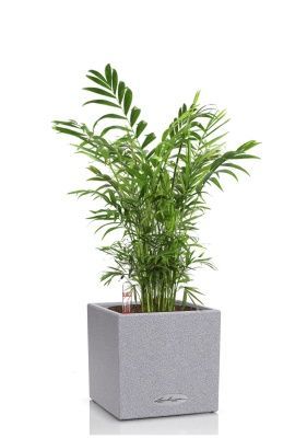 Хамедорея Элеганс 12/45 в CANTO STONE 14