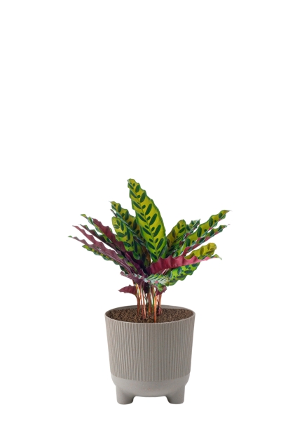 Калатея Лансифолия 12/30 см в ARIA 14 jumper Калатея Лансифолия 12/30 см в ARIA 14 jumper