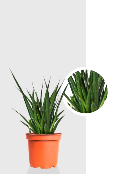 Сансевиерия Кирки 12/37 см