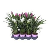 Куркума цветущая микс 4+ цветов d14 см h55 см