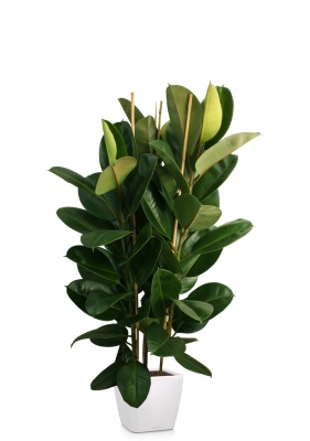 Фикус Эластика Робуста 3 ствола 35/160 см в QUADRO LS 43 Фикус Эластика Робуста 3 ствола 35/160 см в QUADRO LS 43