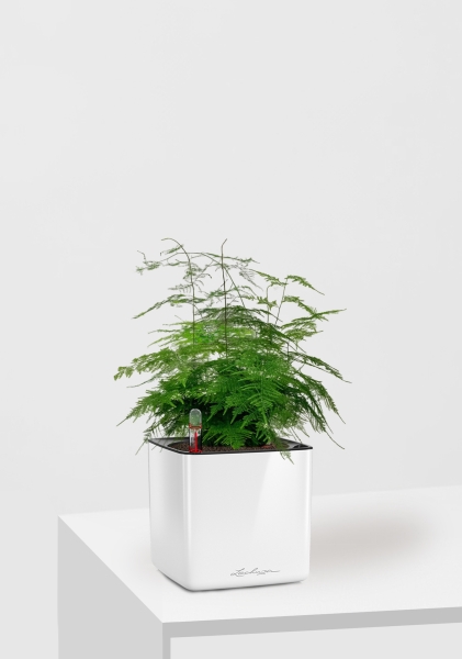 Аспарагус Плюмосус 12/30 см в CUBE GLOSSY 14 