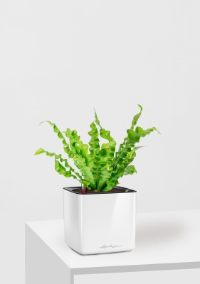 Асплениум Криспи 9/15 см в CUBE GLOSSY 14