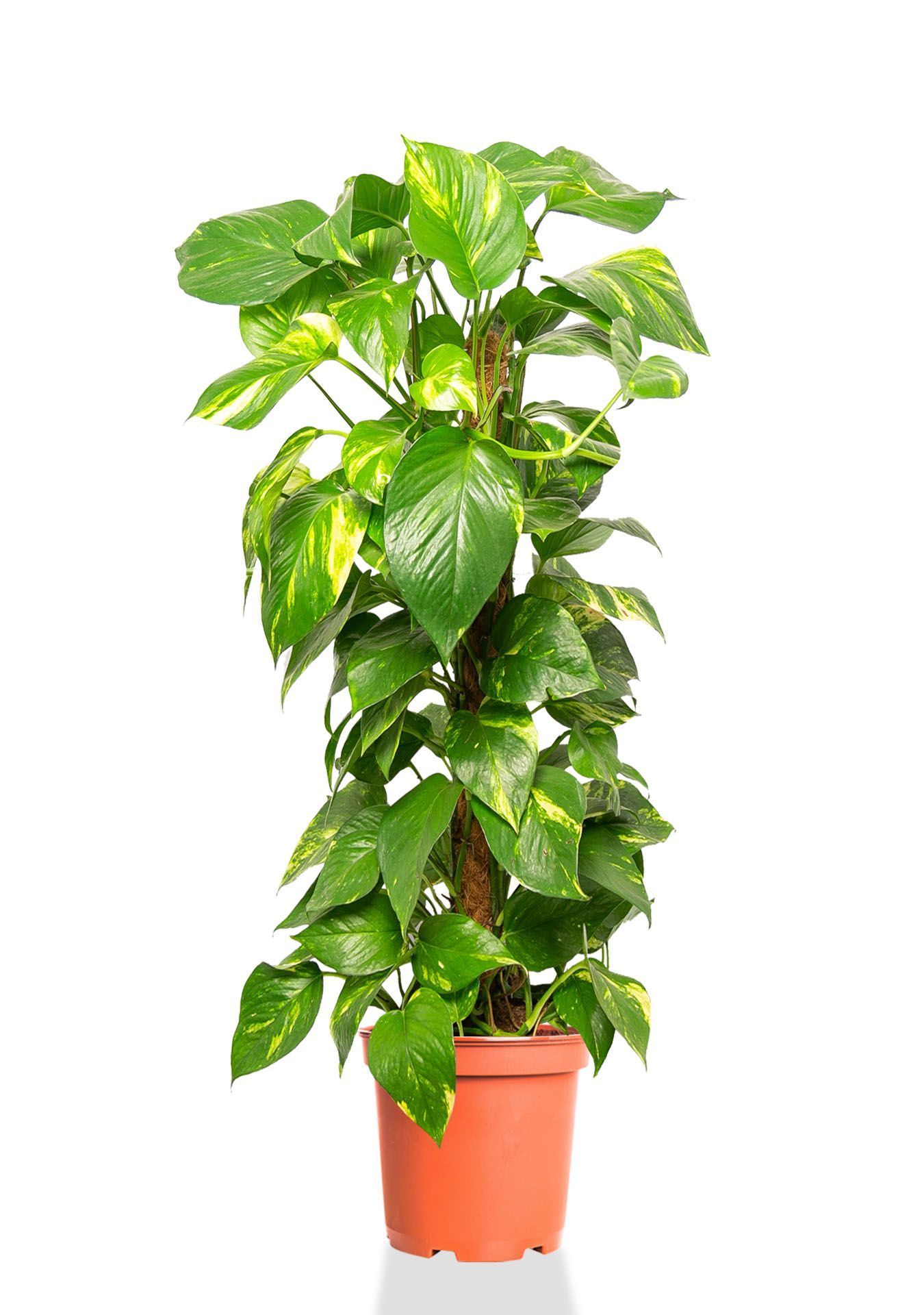 Сциндапсус Ауреум на опоре 27/130 см