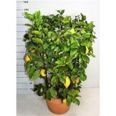 Цитрус Лимониум d48 см h130 см Цитрус Лимониум d48 см h130 см