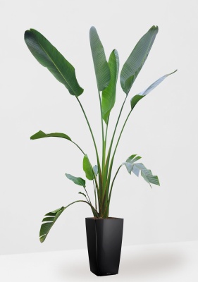 Стрелиция Николай 33/300 см в CUBICO 40 Стрелиция Николай 33/300 см в CUBICO 40