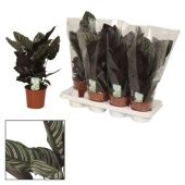Калатея Орната d14 см h40 см