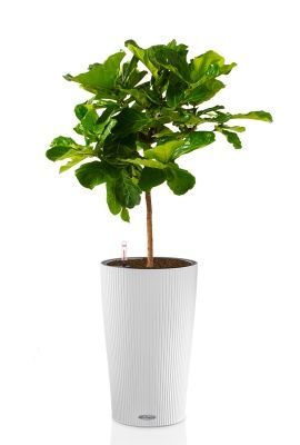 Фикус Лирата на стволе 24/120 см в CILINDRO COLOR 32, белый