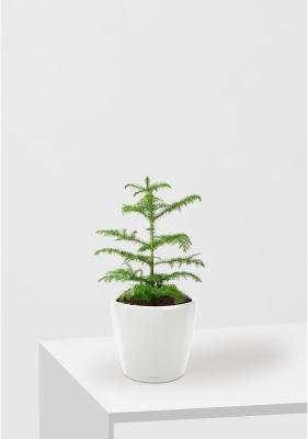 Араукария Араукана 19/25 см в CLASSICO LS 28, белый блестящий