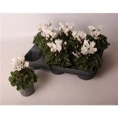 Цикламен Верано чистый белый d9 см h12.5 см