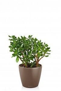 Крассула Овата в CLASSICO 28