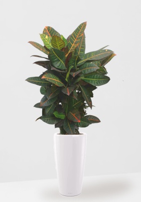 Кротон (Кодиеум) Петра 27/100 см в RONDO 32