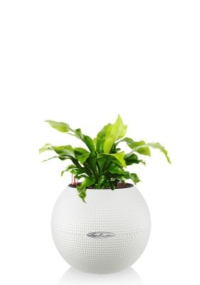 Асплениум Нидус 12/25 в PURO 20, белый