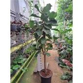 Фикус Лирата на стволе d45 см h240 см