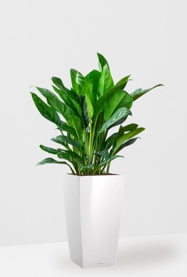 Аглаонема Страйп в CUBICO 30, белый блестящий