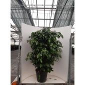 Фикус Бенджамина Даниэль d35 см h150 см