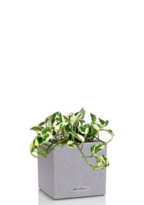 Эпипремнум Энджой 12/20 см в CANTO STONE 14, серый камень