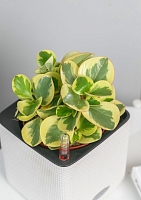 Пеперомия Биколор 12/20 см в OJO