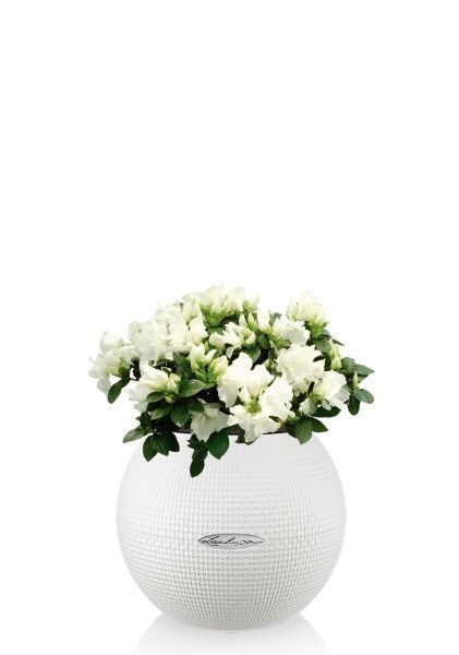 Азалия индика микс 12/25 см в PURO 20 Азалия индика микс 12/25 см в PURO 20