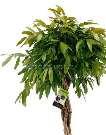 Фикус Амстел Кинг в CLASSICO COLOR 43