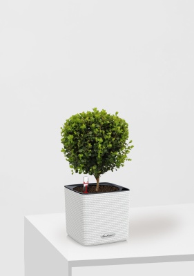 Мирсина 12/30 см в CUBE Color 14 Мирсина 12/30 см в CUBE Color 14