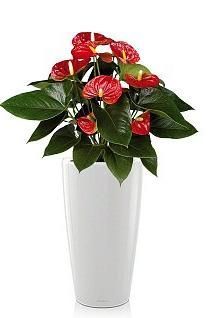 Антуриум, красный RONDO 32 /90 см, белый блестящий