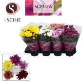 Хризантема Грандеза микс d13 см h25 см тип 1