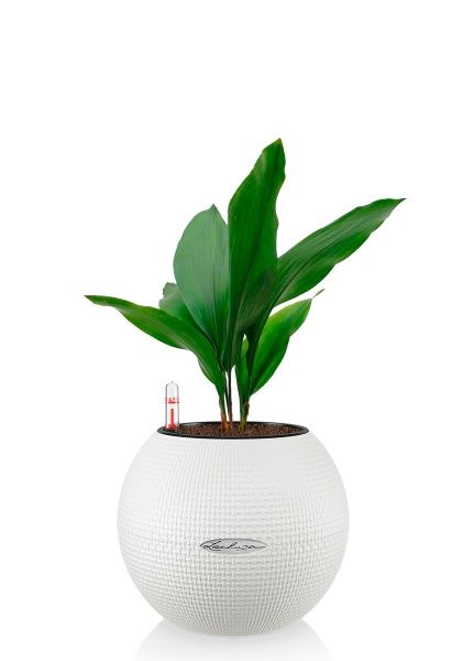 Аспидистра Элатиор 13/50 см в PURO COLOR 20 Аспидистра Элатиор 13/50 см в PURO COLOR 20