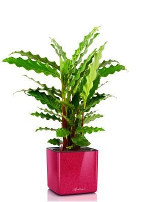 Калатея Руфибарба 12/50 см в CUBE GLOSSY KISS 14, вишнево-розовый блестящий