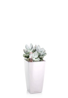 Пахифитум 9/15 см в MINI CUBI, белый блестящий