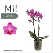 Фаленопсис 2 ствола Pink Flamingo 16+ (orchid Growers) d9 см h35 см