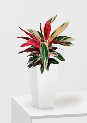 Строманта 19/65 см в CUBICO Color 22, белый