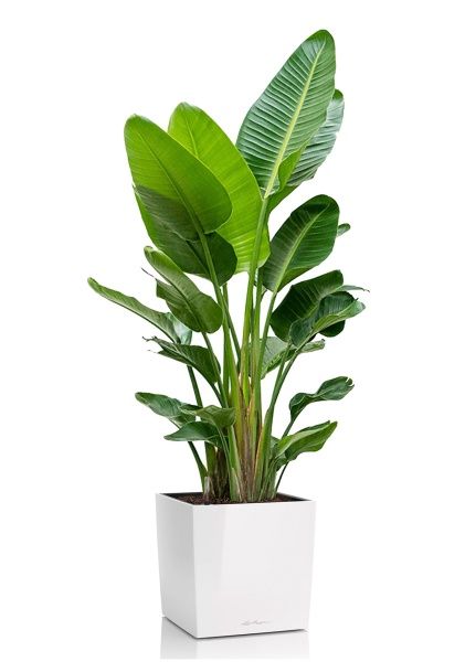 Стрелиция Августа 40/250 см в CUBE 50