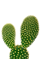 Опунция Мелковолосистая Паллида 6/12 см в CANTO STONE 14 Опунция Мелковолосистая Паллида 6/12 см в CANTO STONE 14