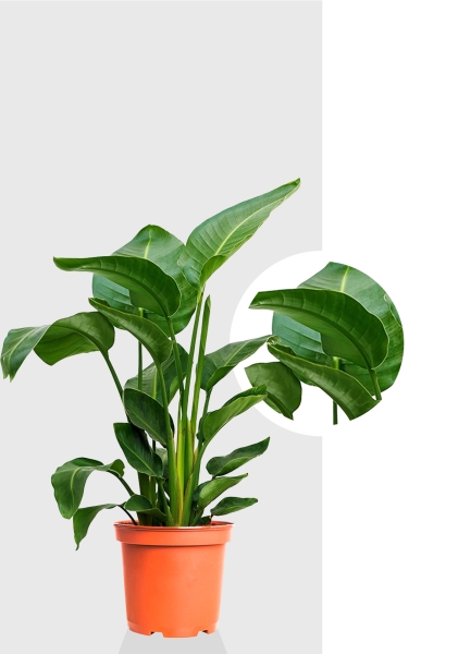 Стрелиция Николай 24/120 см