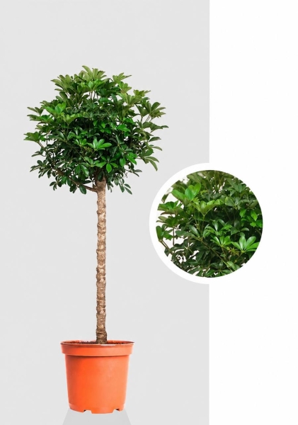 Шеффлера Компакта на стволе 30/160 см