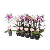 Фаленопсис 2 ствола Multi Mix 30+ (pannekoek) d12 см h47 см Фаленопсис 2 ствола Multi Mix 30+ (pannekoek) d12 см h47 см