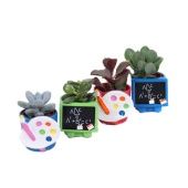 Суккуленты микс In Schoolbord En Verfpalet d6 см h13 см