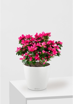Азалия Фландрес розовая в CLASSICO COLOR 21, белый Азалия Фландрес розовая в CLASSICO COLOR 21, белый