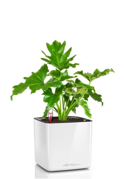 Шеффлера компакта на штамбе 12/40 см в CUBE GLOSSY 14 Шеффлера компакта на штамбе 12/40 см в CUBE GLOSSY 14