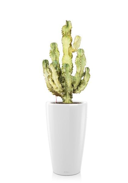 Эуфорбия Ингенс в RONDO 40