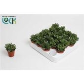 Адромискус Кристатус 5,5/10 см Адромискус Кристатус 5,5/10 см