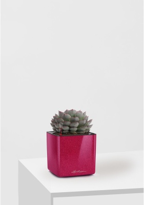 Эхеверия микс 10 см в CUBE GLOSSY KISS 14 Эхеверия микс 10 см в CUBE GLOSSY KISS 14