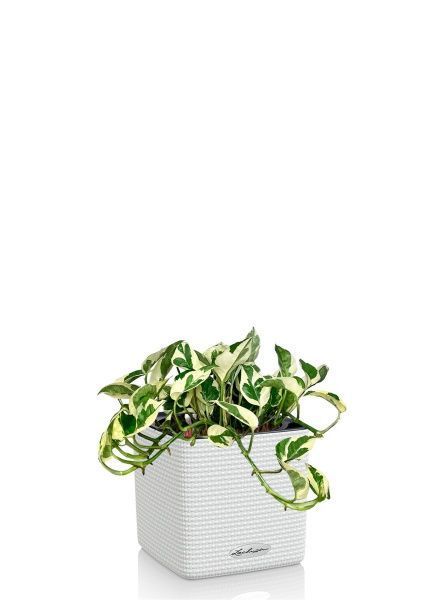 Эпипремнум Энджой 12/20 см в CUBE COLOR 14