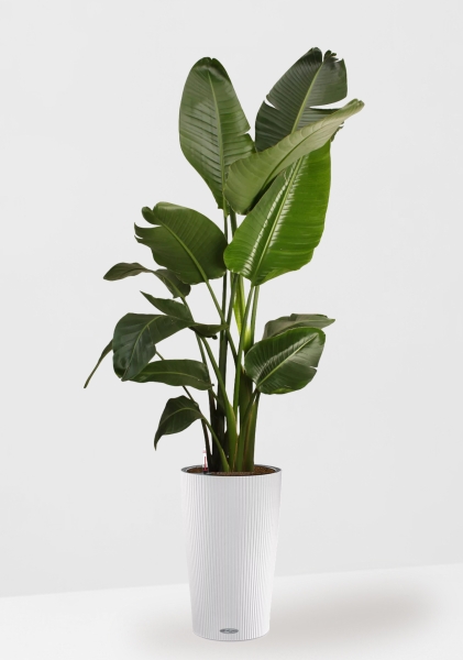 Стрелиция Николай 27/200 см в CILINDRO 32